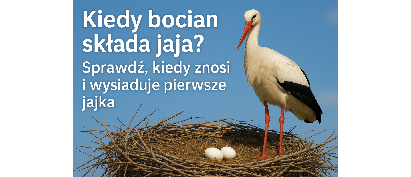 Kiedy bocian składa jaja? Sprawdź, kiedy znosi i wysiaduje pierwsze jajka