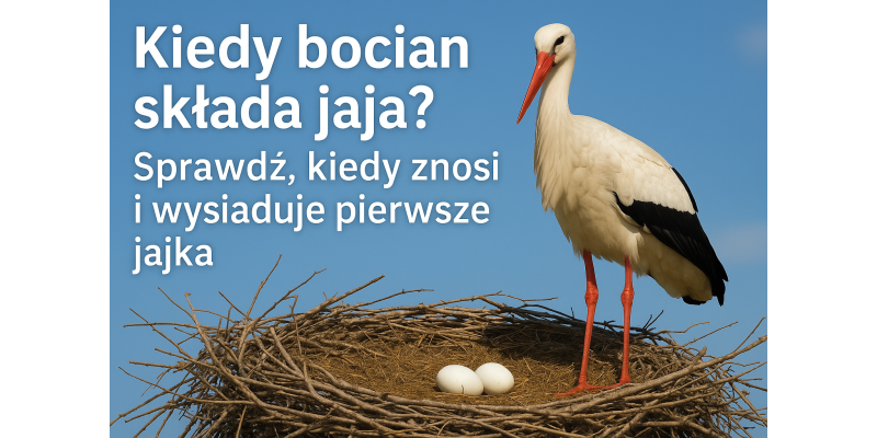 Kiedy bocian składa jaja i jak je wysiaduje?