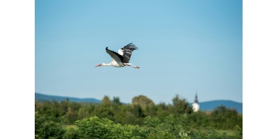 Realistyczny bocian do ogrodu – czym różni się dobra figura od taniej imitacji